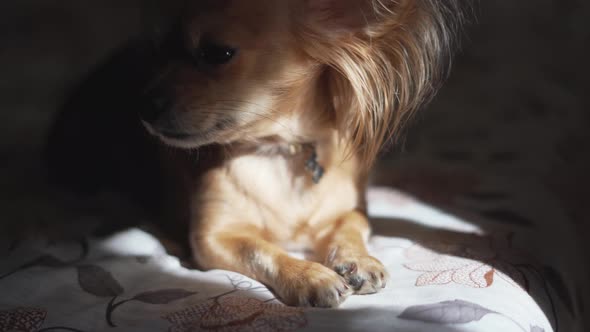 Adorable Funny Longhair Chihuaha Dog Sleeps on Plaid