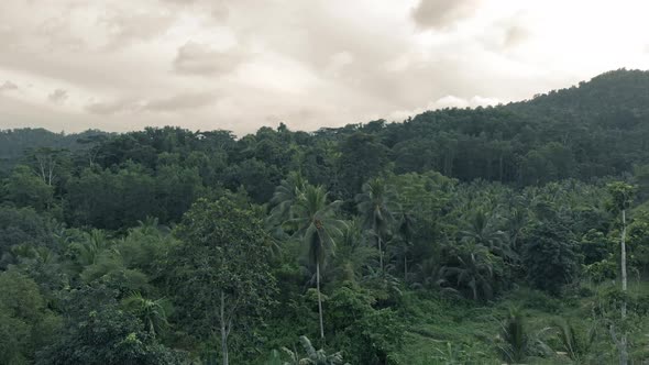 Drone shots of a tropical forest