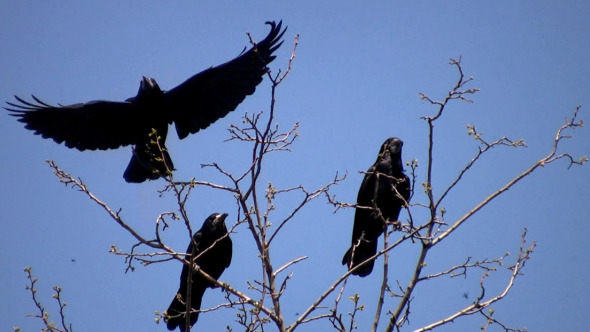 Three Ravens