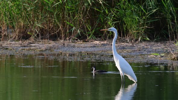 White heron in the habitat in the beautiful light. Ardea alba