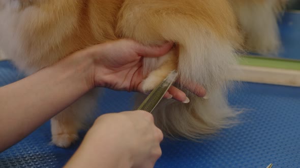 The Girl Cuts the Hair on the Back Paw of a Small Dog