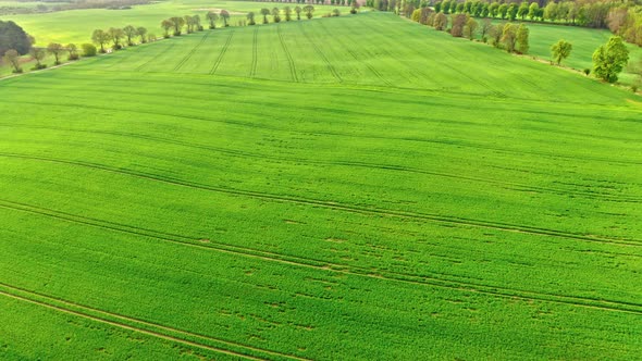 Flying above green field in spring, Poland