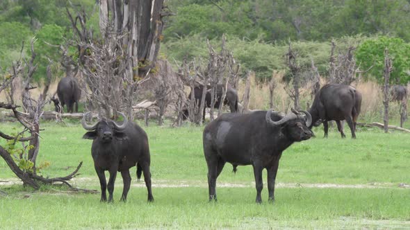 Herd of African buffalos in Moremi Game Reserve