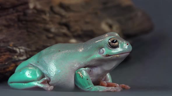 Australian Green Tree Frog Sitting Near Wooden Snag in Black Background. Close Up