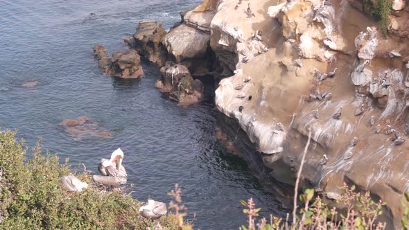 Colony of Brown Pelican Pelecanus Flock Birds Nesting California Coast USA