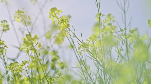 Wildflowers in the Meadow Against the Sky Close Up