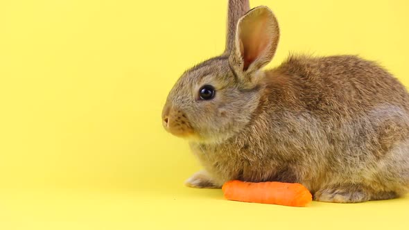 Little Fluffy Brown Rabbit Eating a Young Fresh Orange Carrot on a Yellow Pastel Background