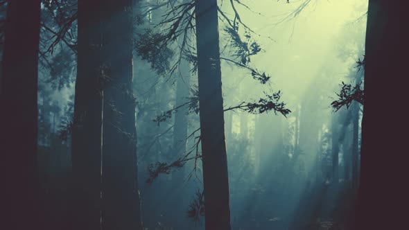 Black Tree Trunk in a Dark Pine Tree Forest