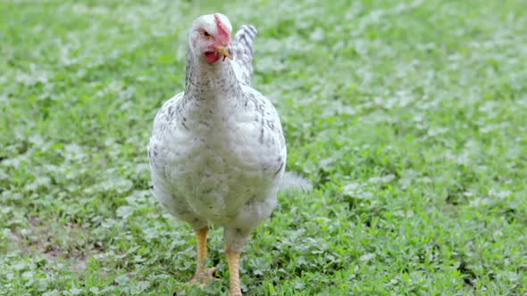 Chickens on the farm, poultry concept. White loose chicken outdoors. Funny bird on a bio farm.