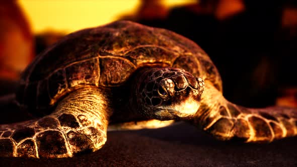 Sea Turtle at Beach Sand