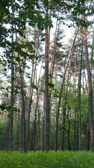 Vertical Video of Many Trees in the Forest