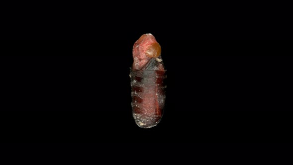 Fly Pupa in a Section Shows the Development of a Fly Larva Inside on One of the Stages