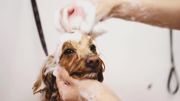 A Caring Owner Washes the Dog with Foam in the Bathroom