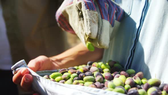 Mid-section of farmer collecting olives in farm 4k