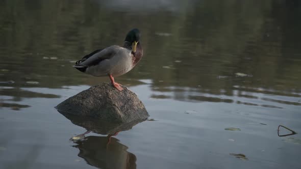 Duck on a Stone in a Pond