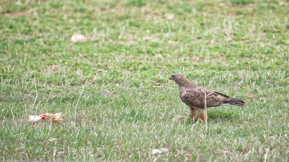 Swainson's Hawk taking off the ground flying with ground squirrel it captured