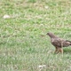 Swainson's Hawk taking off the ground flying with ground squirrel it captured - VideoHive Item for Sale