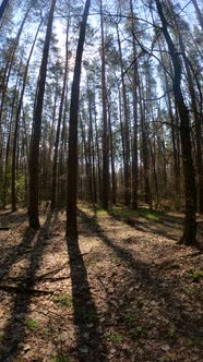 Vertical Video of the Forest Landscape Slow Motion