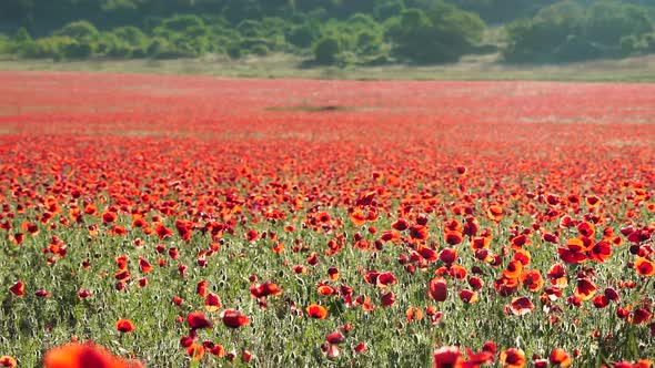 Field with Green Grass and Red Poppies Against the Sunset Sky