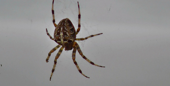Garden Cross Spider In Web