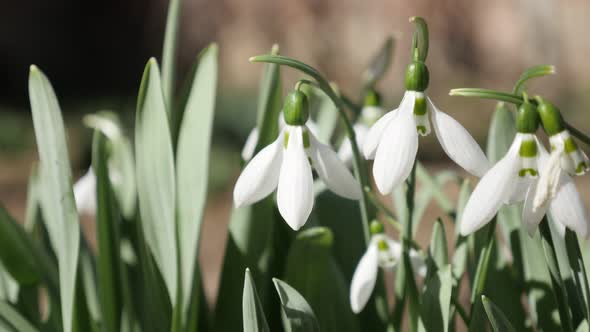 Early spring flower blossom  common snowdrop   close-up 4K 2160p 30fps UltraHD footage - White Galan