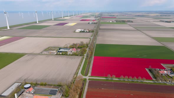 Tulip Field in The Netherlands Colorful Tulip Fields in Flevoland Noordoostpolder Holland Dutch
