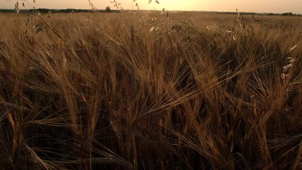 wheat field at sunset. The camera rises above the crop