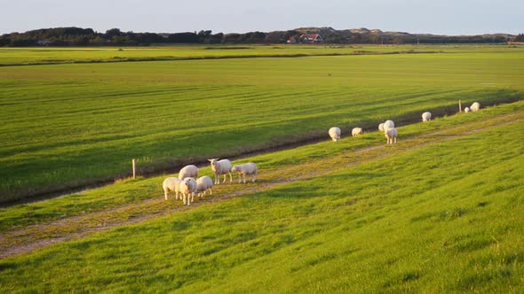 Two half year old organic farming lambs drinking milk from mother