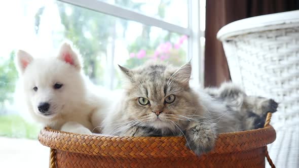 Cute Siberian Husky And Persian Cat Lying In Basket Bed