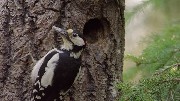 CLOSEUP, A male woodpecker bringing food for its hungry chick in the nest