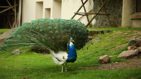 Peacock on Territory of Medieval Castle Blatna in Spring Time, Czech Republic