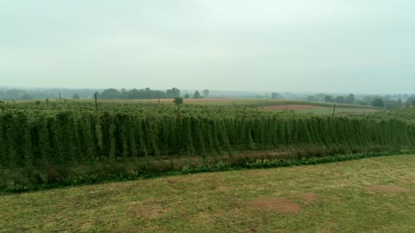 Aerial Agricultural Landscape with Humulus Hop Cultivation for Beer Brewing