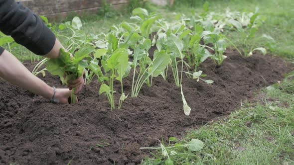 Young man transplanting turnips into soil row