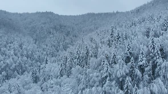 Aerial shot: spruce and pine winter forest completely covered by snow.