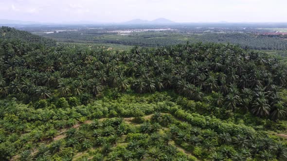 Aerial view green oil palm farm