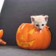 Slow motion 4K Cute tabby kitten hiding inside orange pumpkin bucket, Happy Halloween - VideoHive Item for Sale