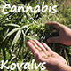 Cannabis 1 - VideoHive Item for Sale