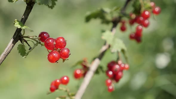 Shallow DOF Ribes rubrum fruit  in natural environment  4K 2160p 30fps UltraHD footage -Close-up of 