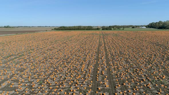 Pumpkin Patch on a Farm Ready for Harvest Aerial Flyover