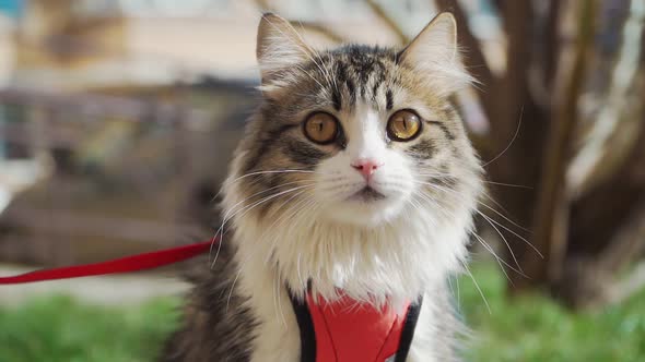 Beautiful fluffy cat on a leash sitting outside in Sunny weather. Walking Pets. Slow motion.