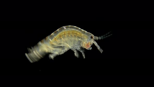 Amphipoda Gammarus Hyalella Azteca Crayfish Is a Good Food for Fish