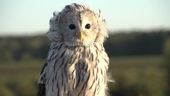 Owl looking into the distance