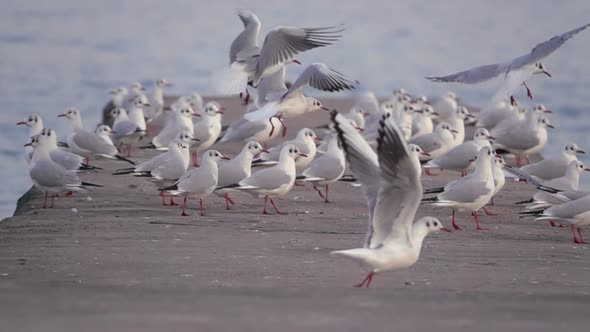 Seagulls Soar off the Concrete Pier