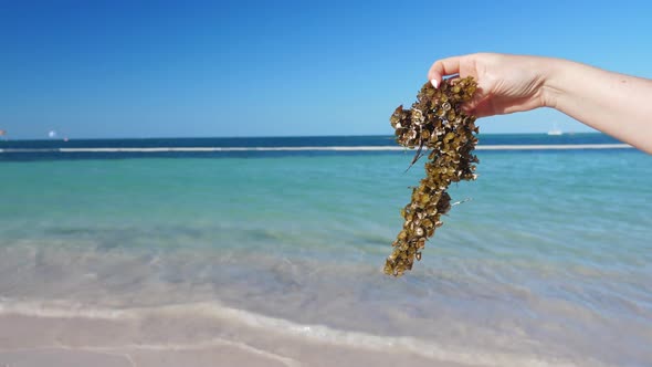 Woman Holding Sargassum Seaweed on the Beach. Caribbean Ecology Problem