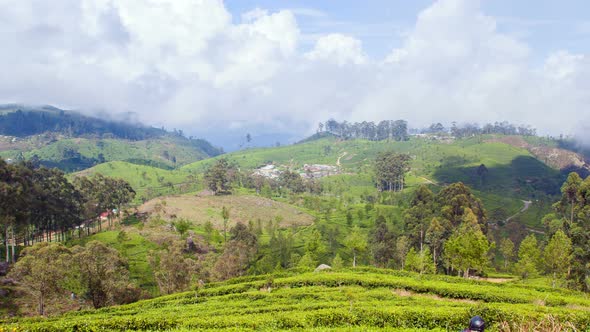 Mountains Tea Plantations Timelapse