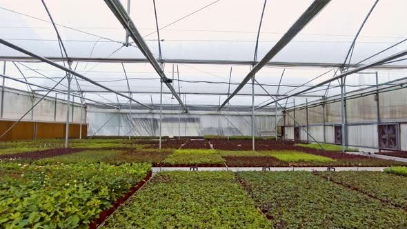 Aerial footage from inside a large greenhouse with flowers