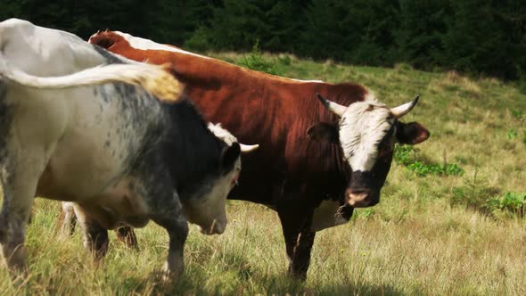 Domestic Bulls on a Mountains Pasture