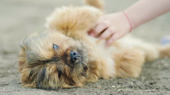 Happy Girl Play with Little Puppy