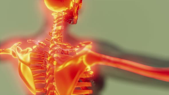 Transparent Human Body with Visible Skeletal Bones