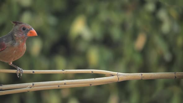 Baby Cardinal Looking Around in Slow Motion